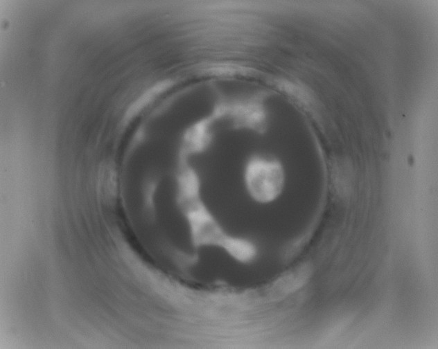 X0000066120016200603171805