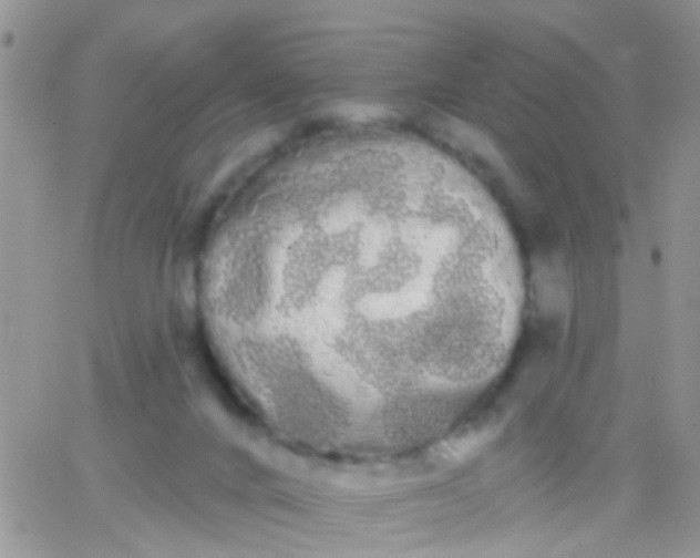 X0000066120024200603171805