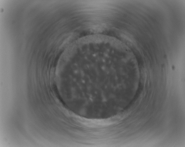 X0000066120034200603171805