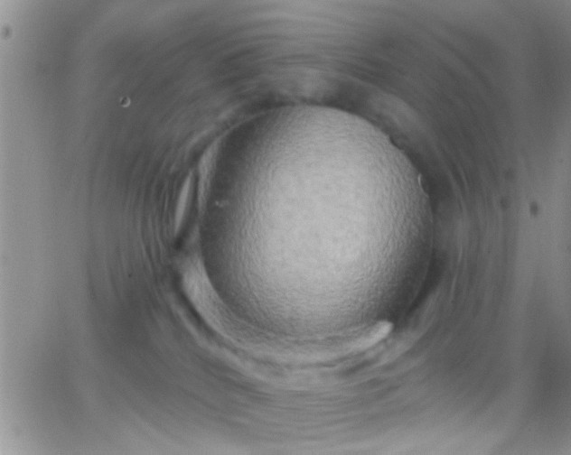 X0000066120040200603171805