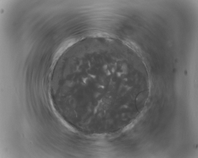 X0000066120049200603171804