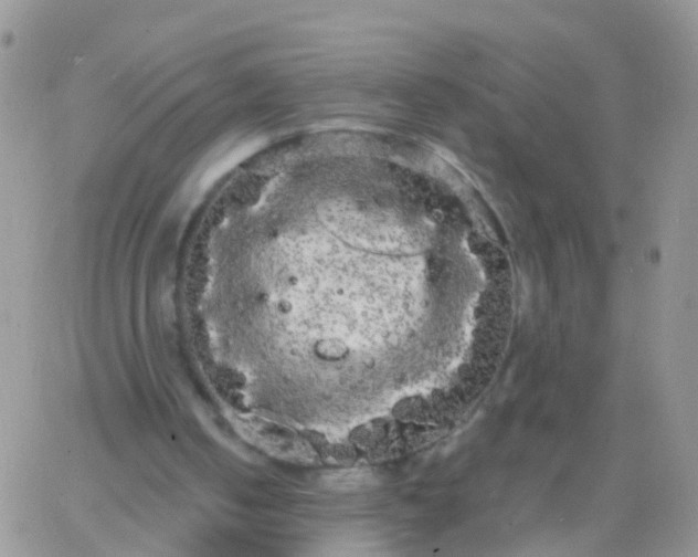 X0000066120050200603171804