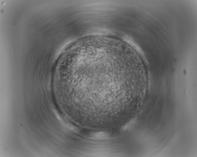 X0000066120058200603171804