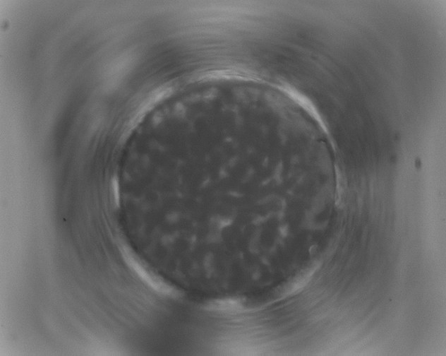 X0000066120061200603171804