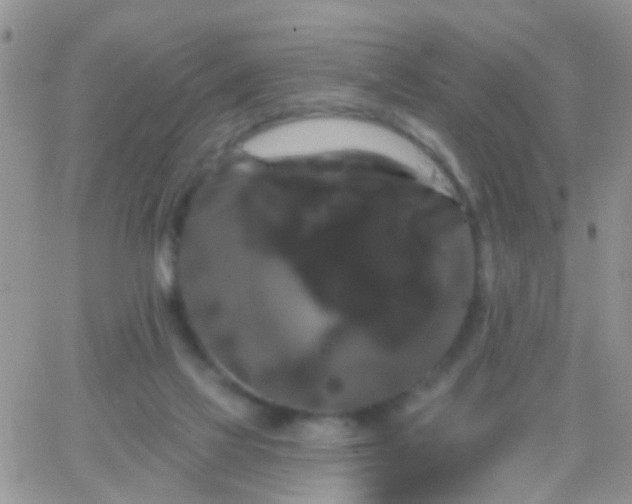 X0000066120069200603171804