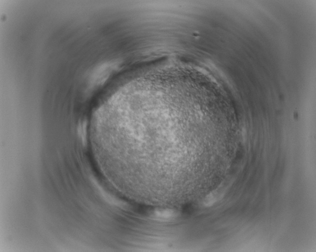 X0000066120070200603171804