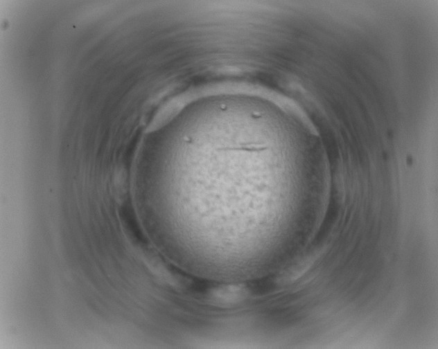 X0000066120079200603171804