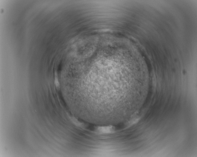 X0000066120089200603171805