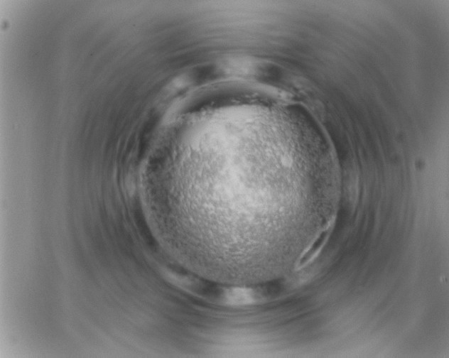 X0000066120091200603171805