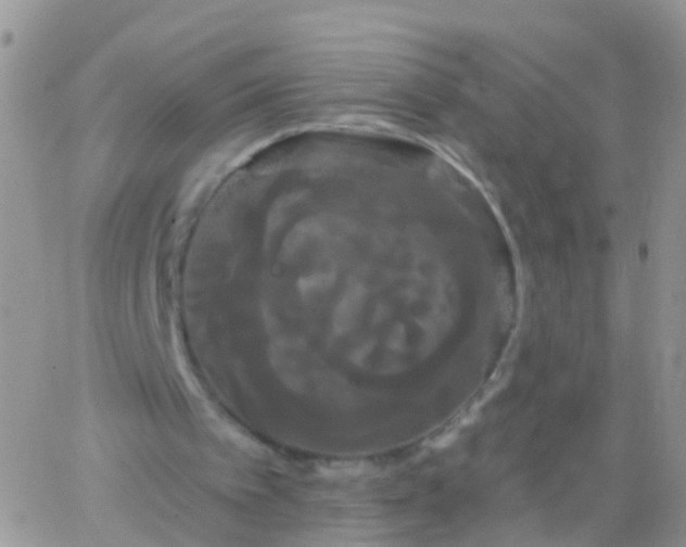 X0000066120097200603171804