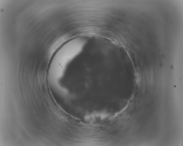 X0000066120099200603171804