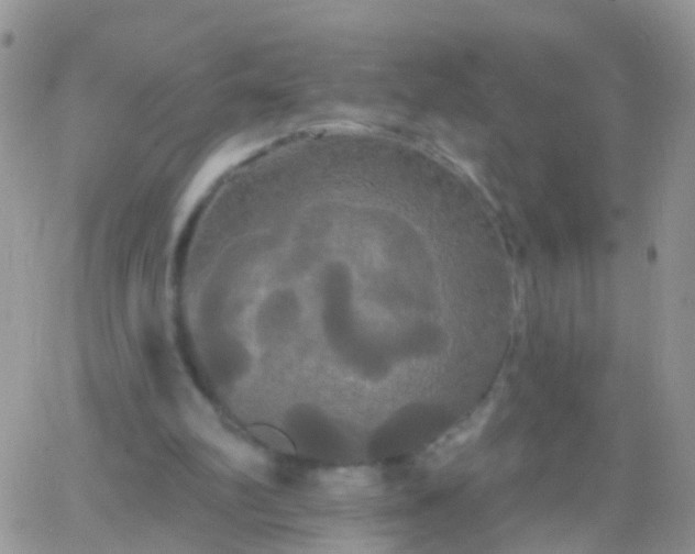 X0000066120102200603171804