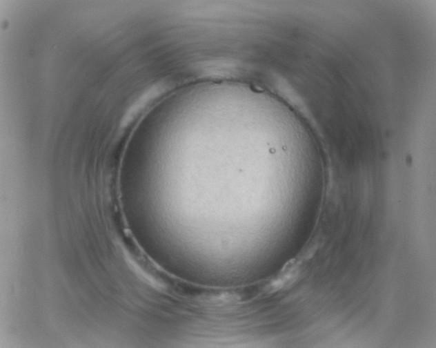 X0000066120106200603171804