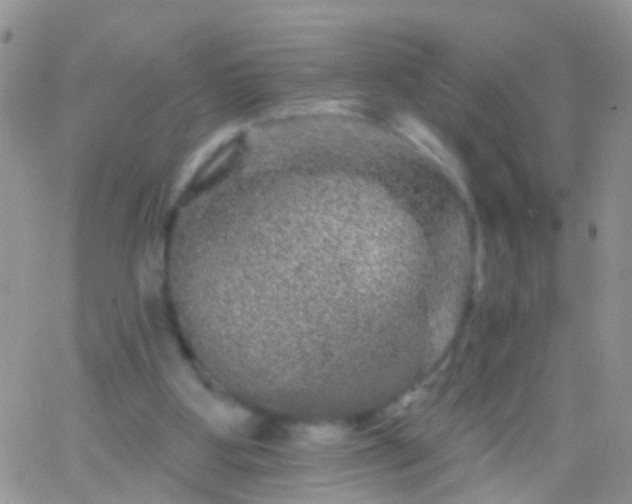 X0000066120107200603171804