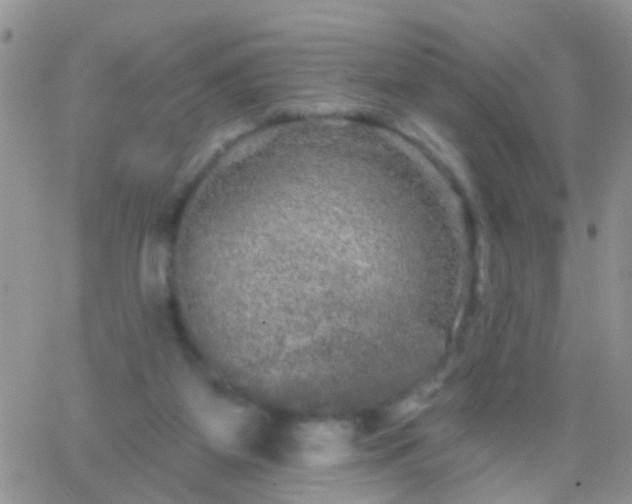 X0000066120115200603171804