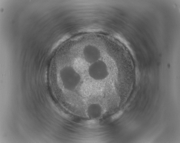 X0000066120153200603171802