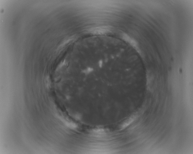 X0000066120161200603171803