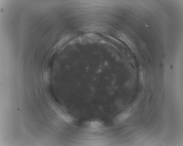 X0000066120165200603171803