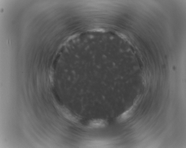 X0000066120175200603171803