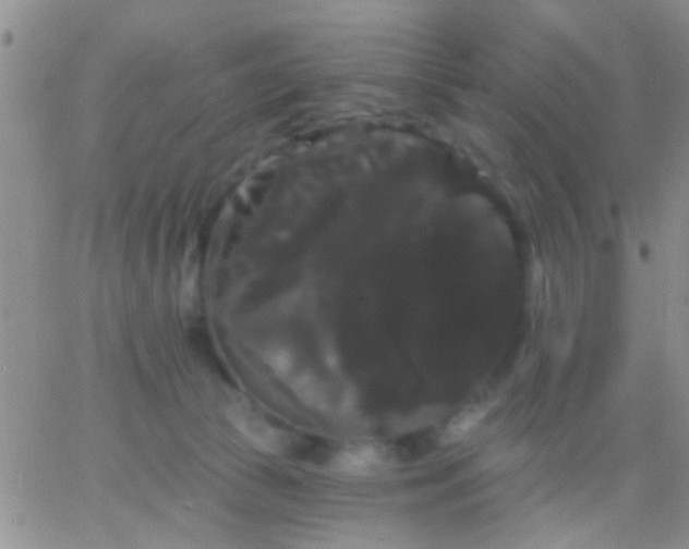 X0000066120177200603171803