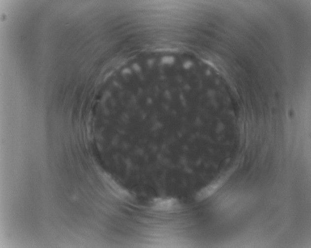 X0000066120185200603171803