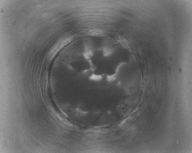 X0000066120194200603171802