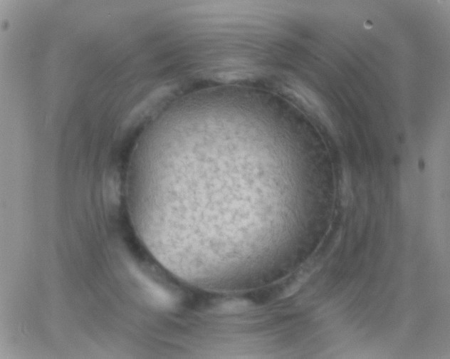 X0000066120210200603171802