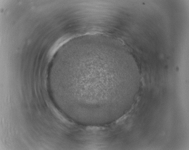 X0000066120242200603171801