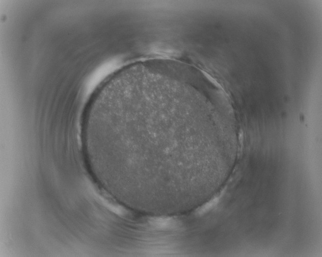 X0000066120246200603171801