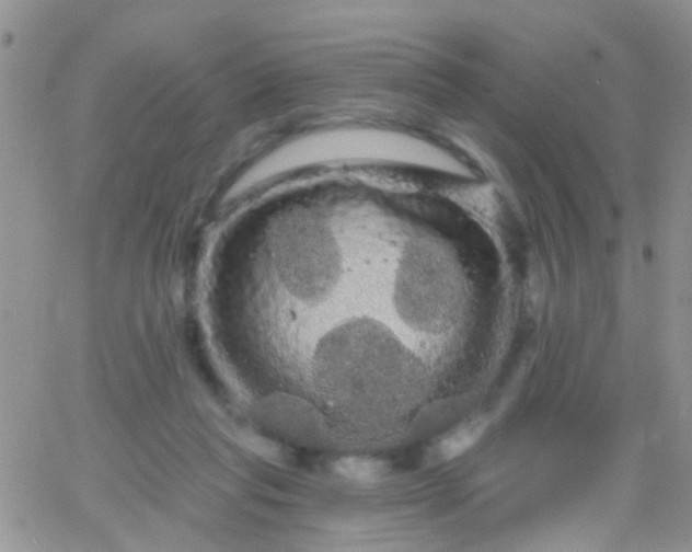 X0000066120261200603171801