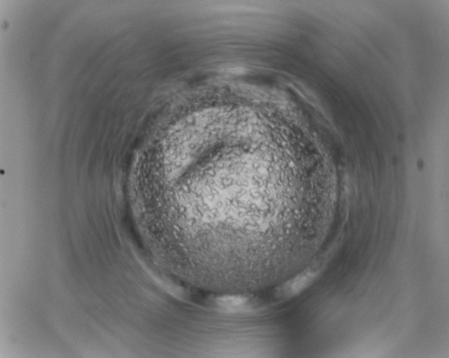 X0000066120265200603171801