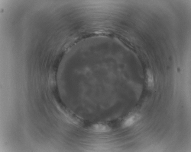 X0000066120272200603171801