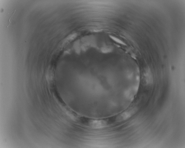 X0000066120277200603171801