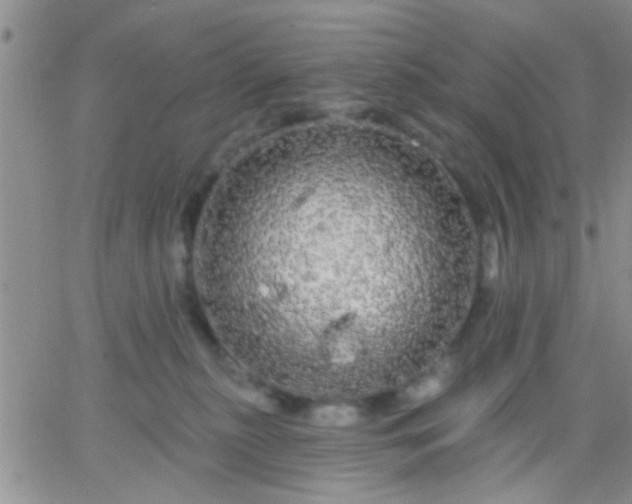 X0000066120279200603171801