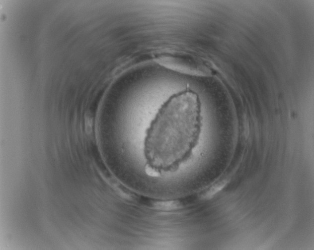 X0000066120281200603171801