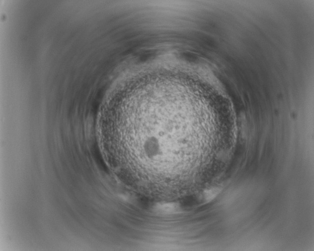 X0000066120283200603171801