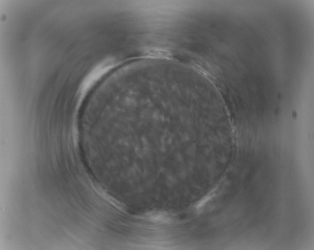 X0000066120294200603171801