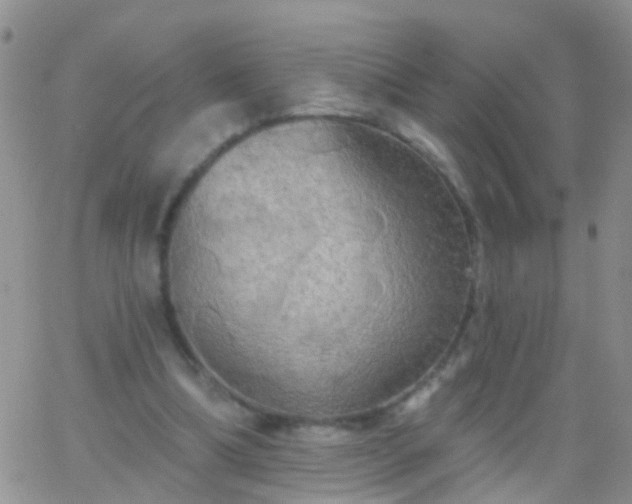 X0000066120298200603171801