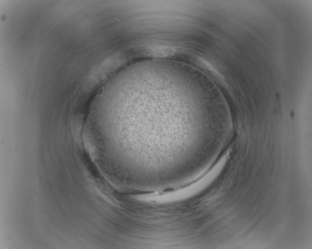 X0000066120307200603171800