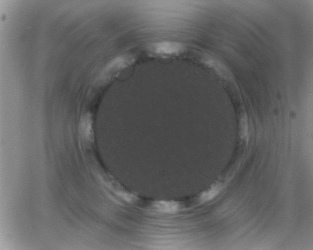 X0000066120328200603171800