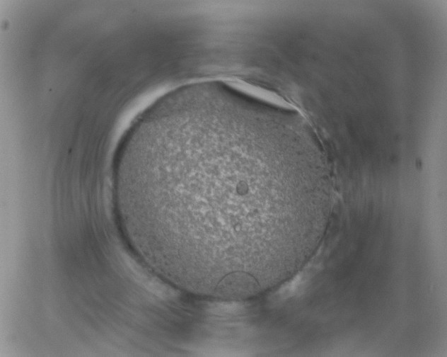 X0000066120342200603171759