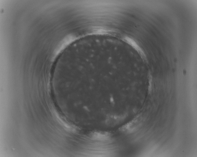 X0000066120346200603171759