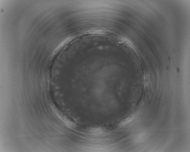 X0000066120349200603171759