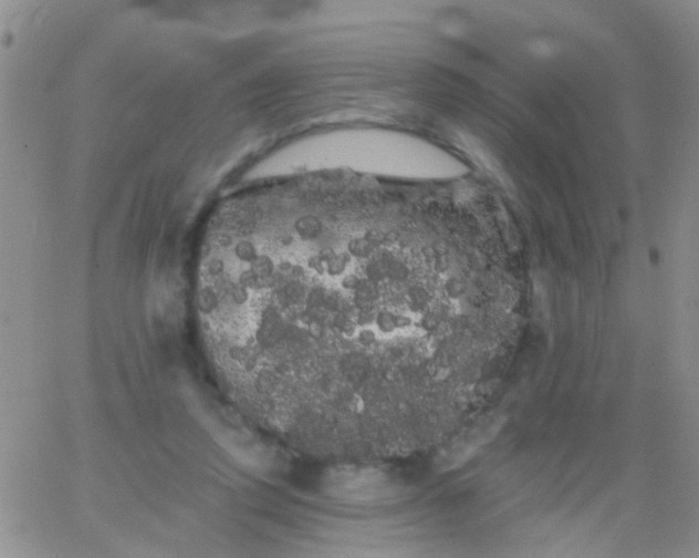 X0000066120354200603171759