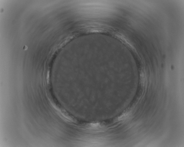 X0000066120406200603171759