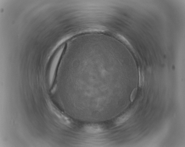 X0000066120435200603171758