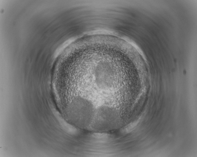 X0000066120437200603171758