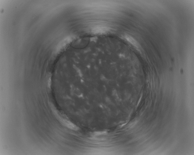 X0000066120495200603171757