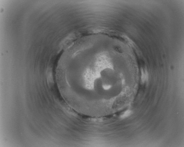 X0000066120524200603171757