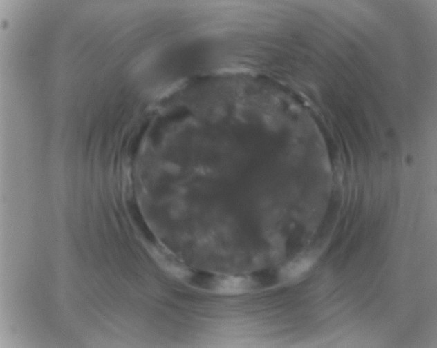 X0000066120527200603171757